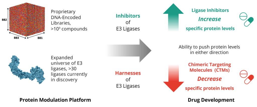 ligase-graphic