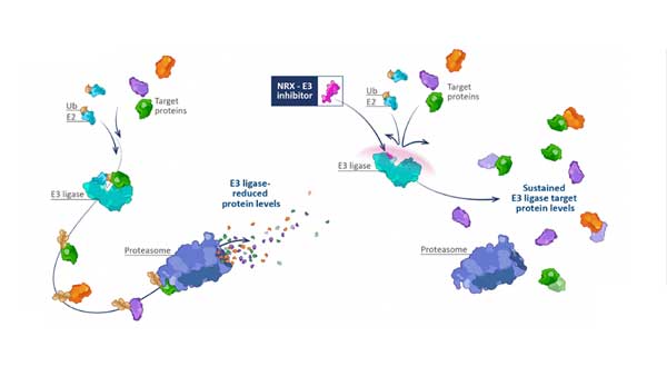 E3-Ligase-Inhibitors