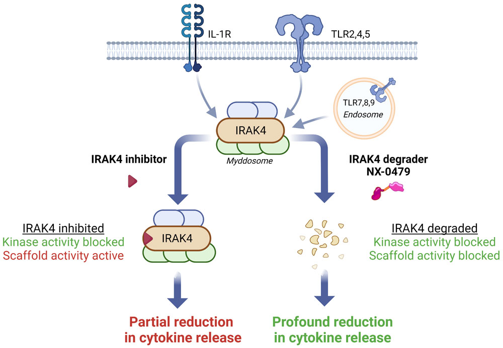 Inflammation