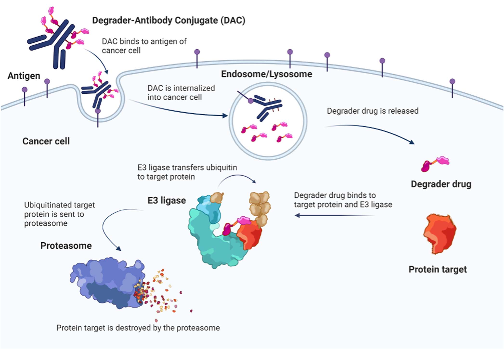 Degrader-Antibody-Conjugates